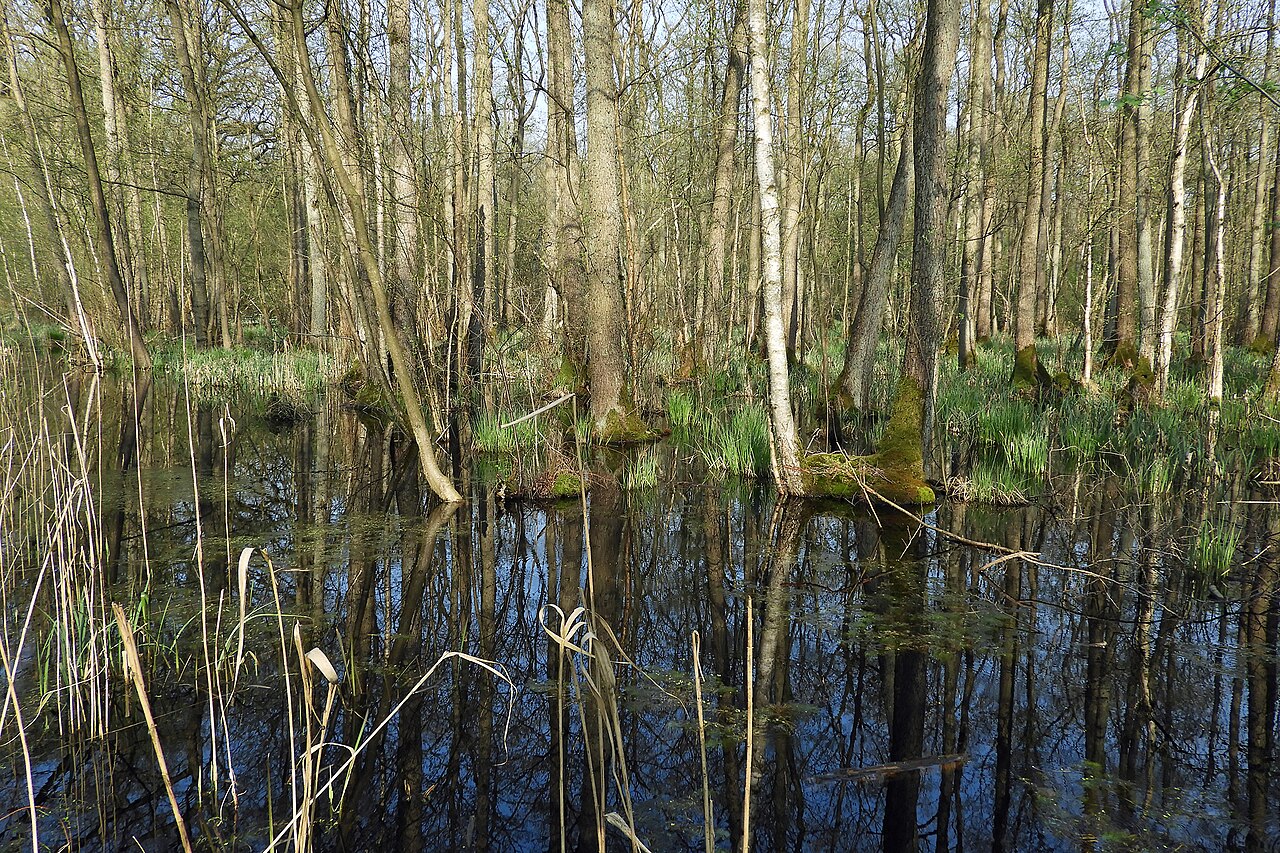 Nature reserve "Blütlinger Holz" (wet, swampy forest)