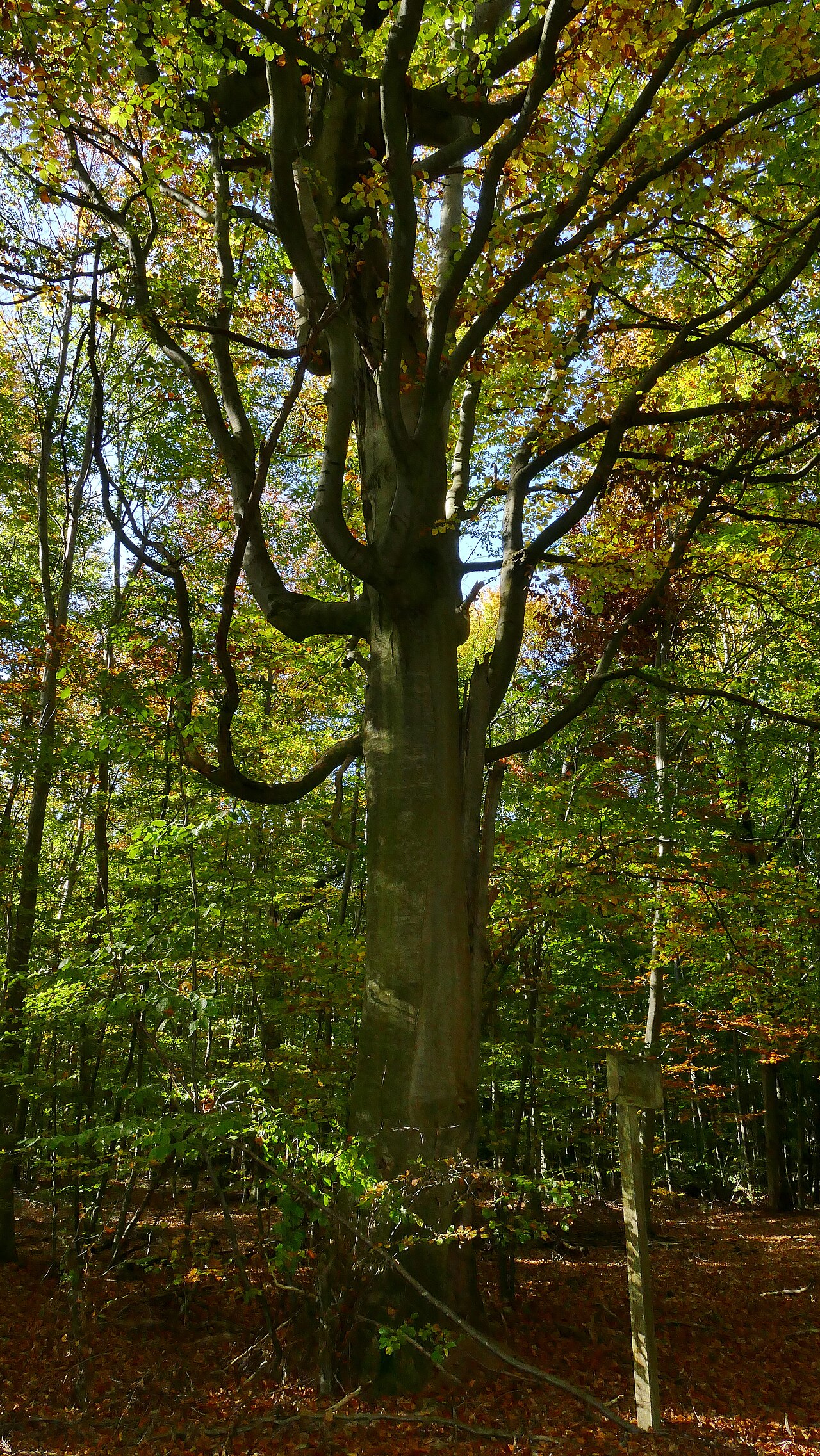 Foto von Bobenwald