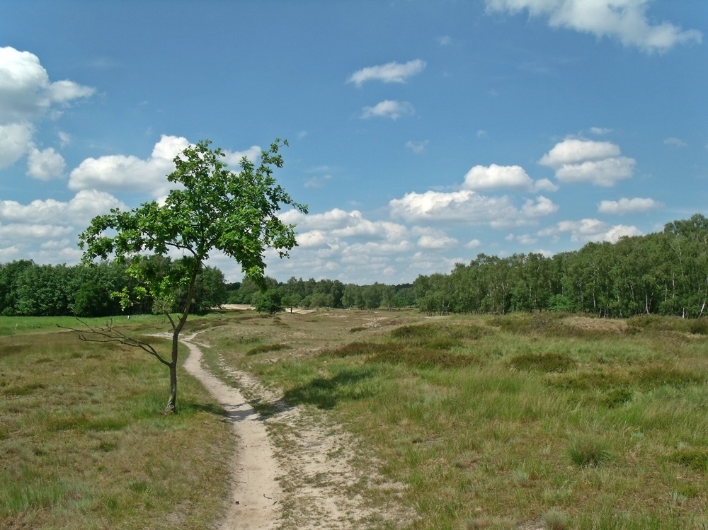 Dünenweg im Naturschutzgebiet „Boberger Niederung“, Hamburg