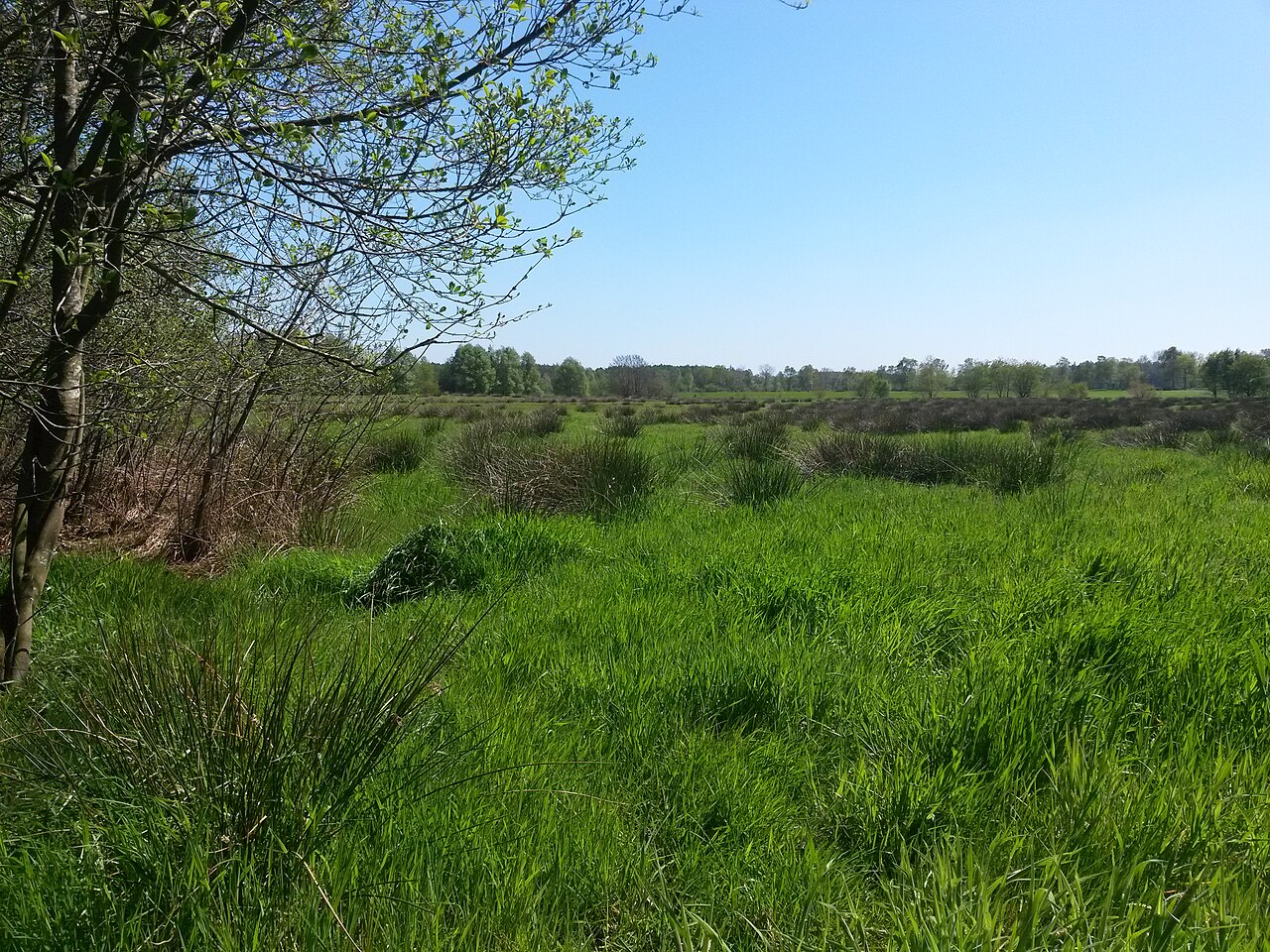 Naturschutzgebiet Bockholter Dose (NSG WE 138) im Frühling