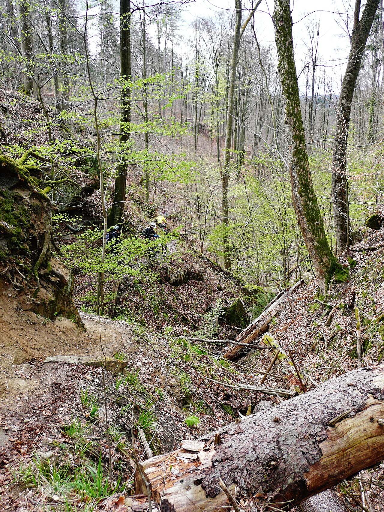 Schwäbisch-Fränkischer Wald: Bodenbachschlucht