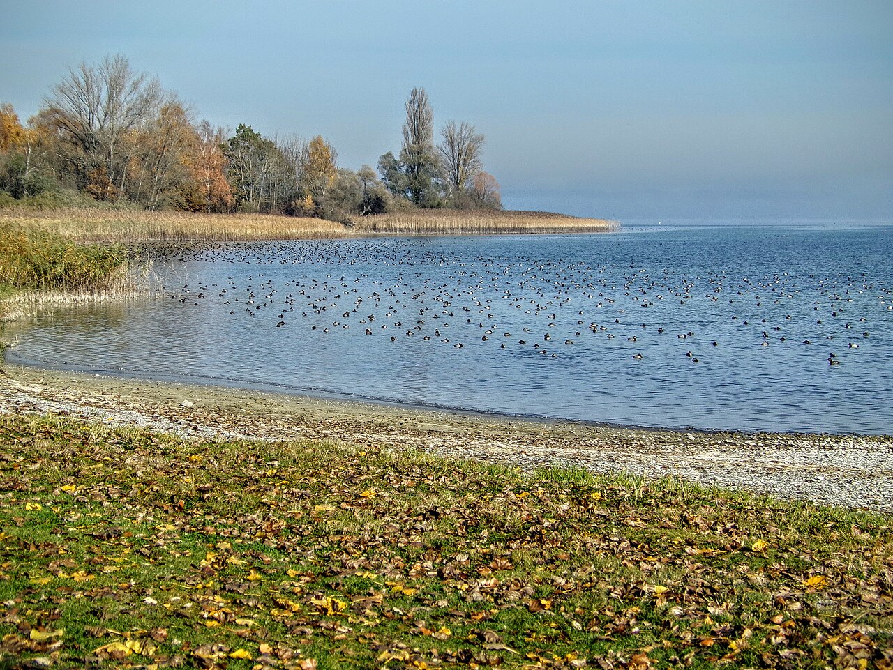 Unterseeufer in Gaienhofen – Naturschutzgebiet „Bodenseeufer (Gmk