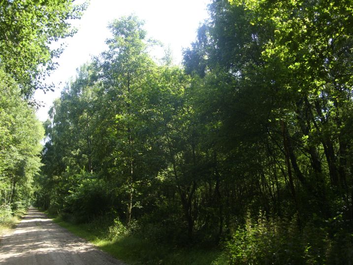 Naturschutzgebiet „Böseler Moor“