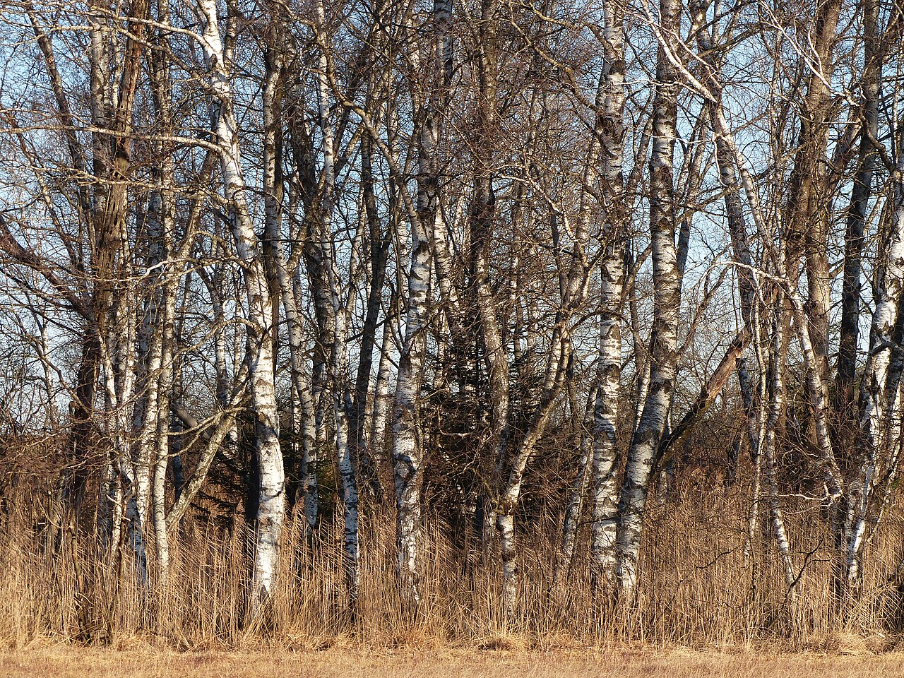 Birkenwäldchen im NSG Bohlweiher, umgeben von Riedwiesen