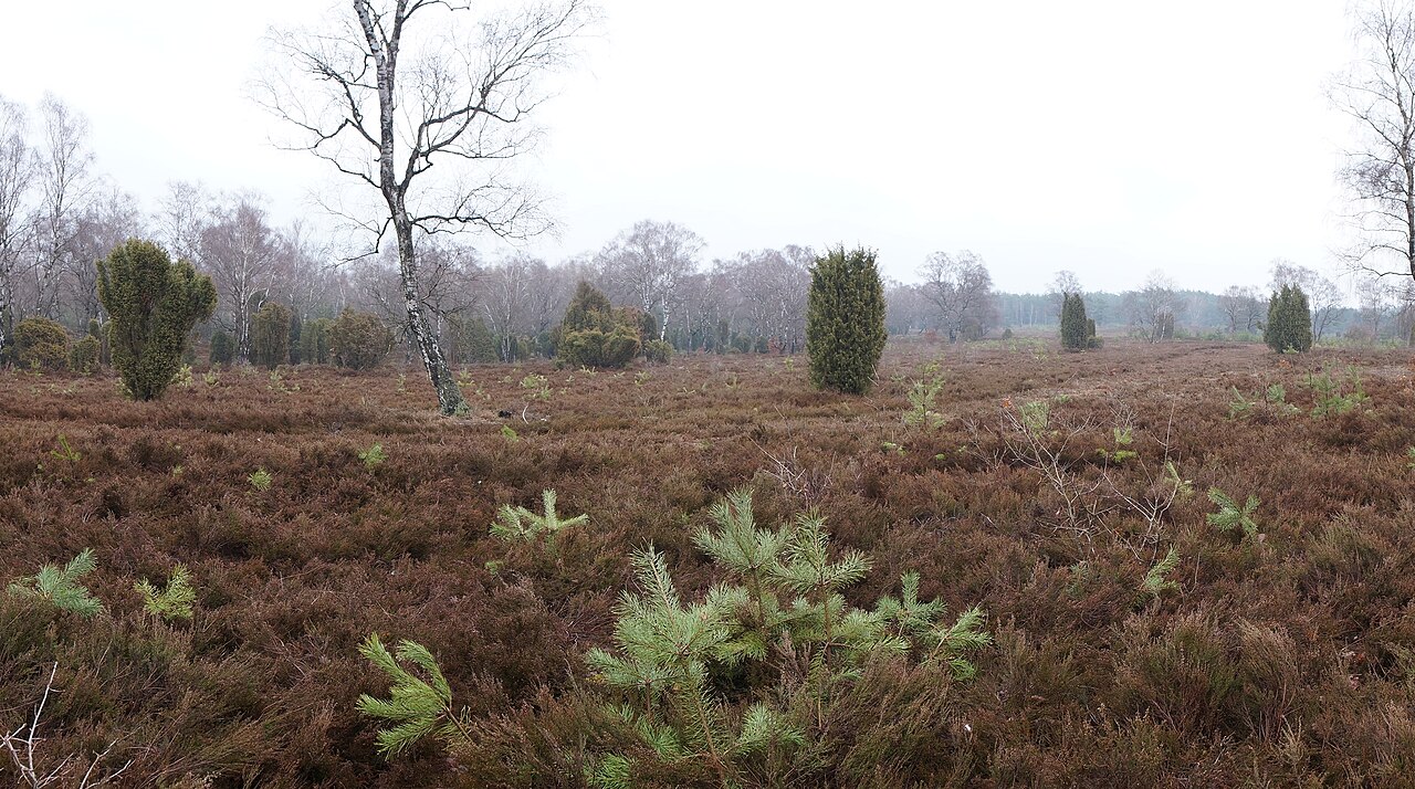 NSG Bokeler Heide
