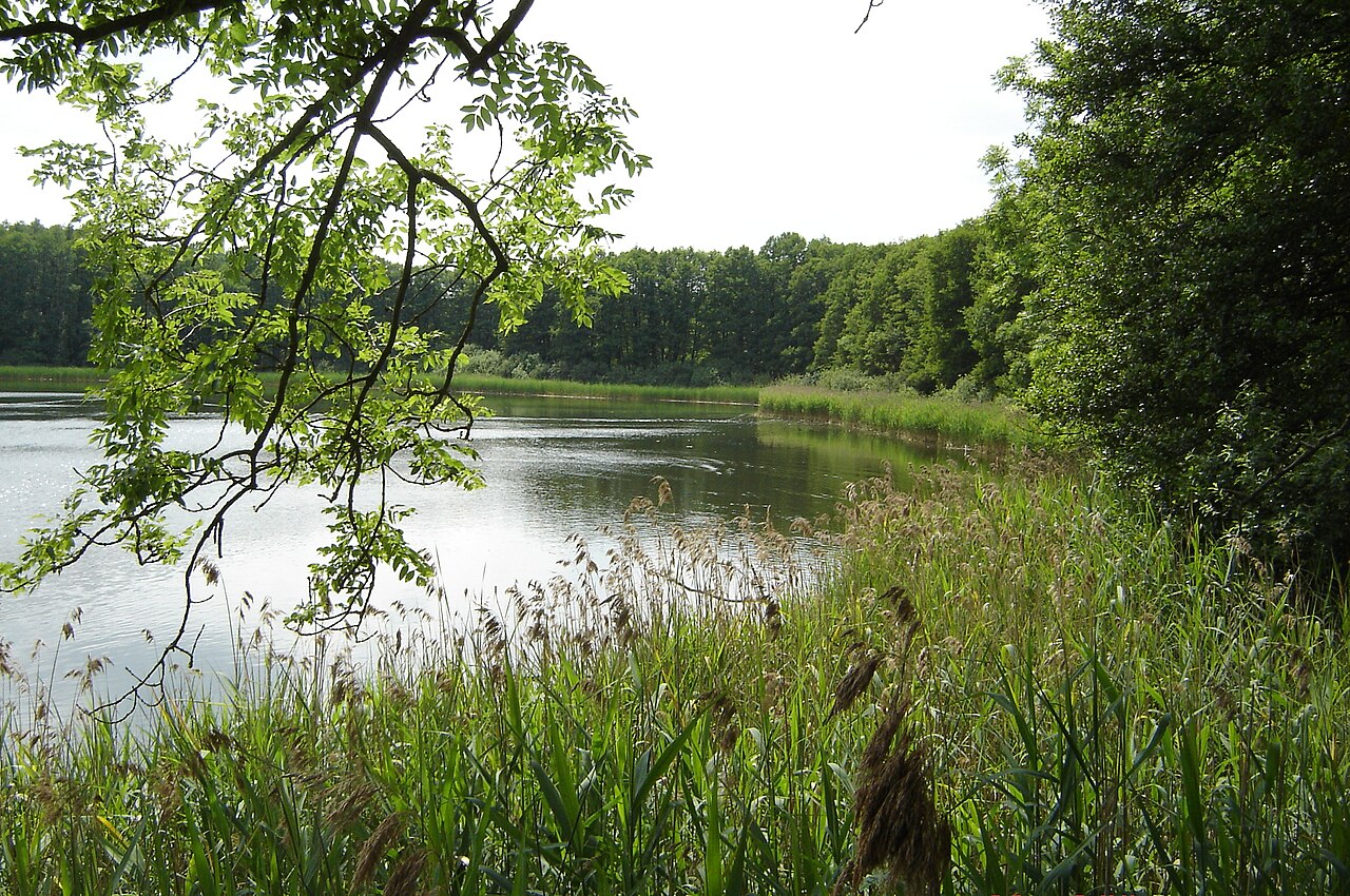 Der Bolzer See im gleichnamigen Naturschutzgebiet (Landkreis Parchim, Mecklenburg-Vorpommern)