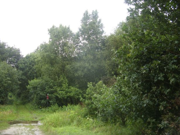 Naturschutzgebiet „Borner Moor“