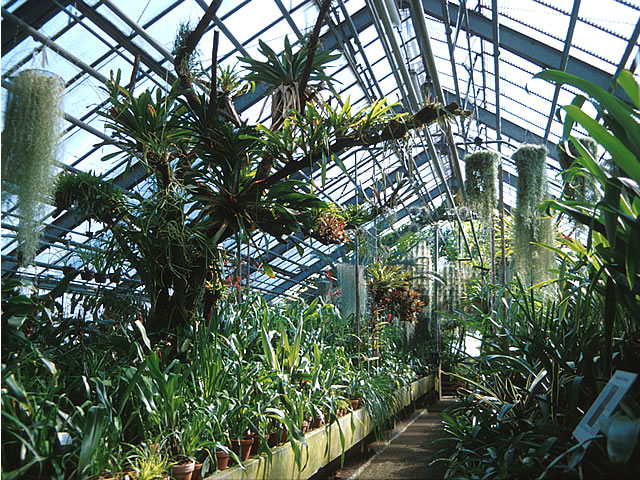 Bromelienschauhaus im Botanischen Garten Heidelberg