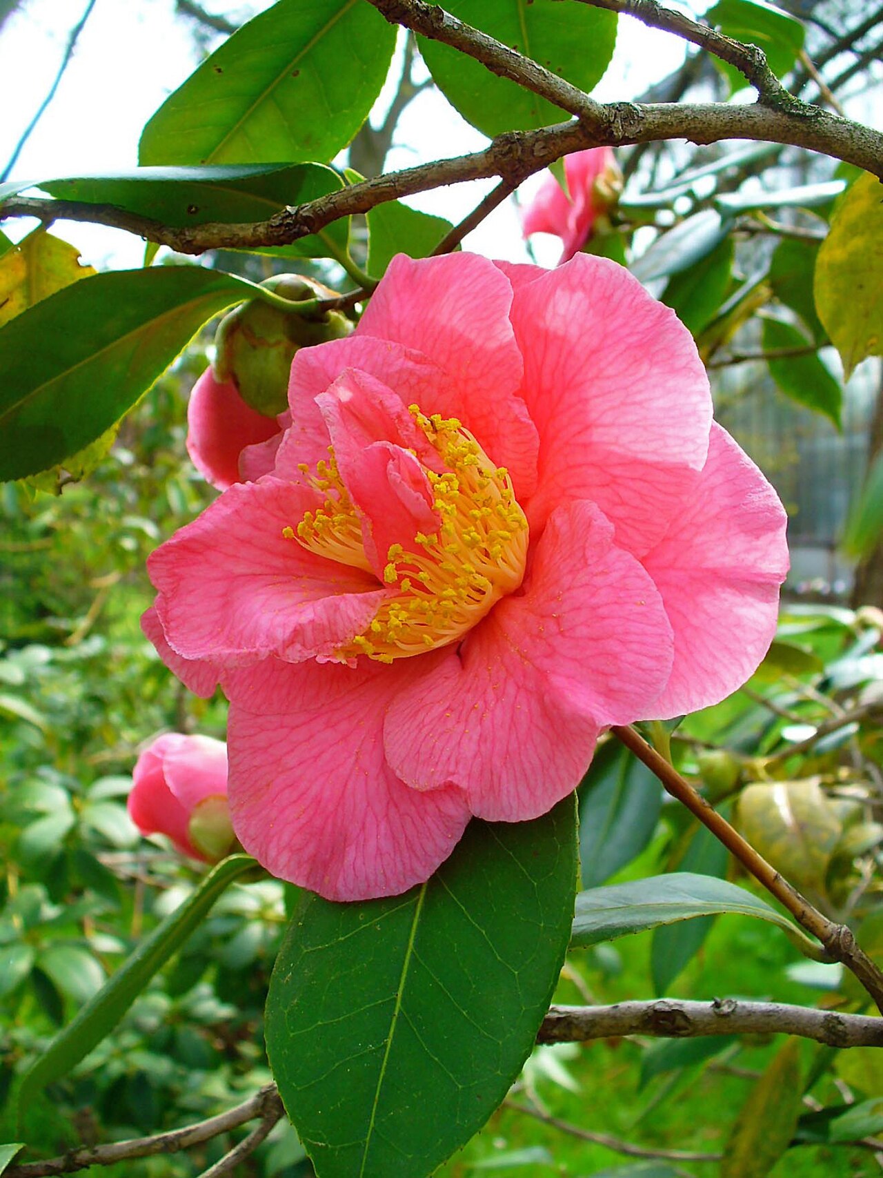 Camellia japonica , Theaceae, Japanese Camellia, flower
