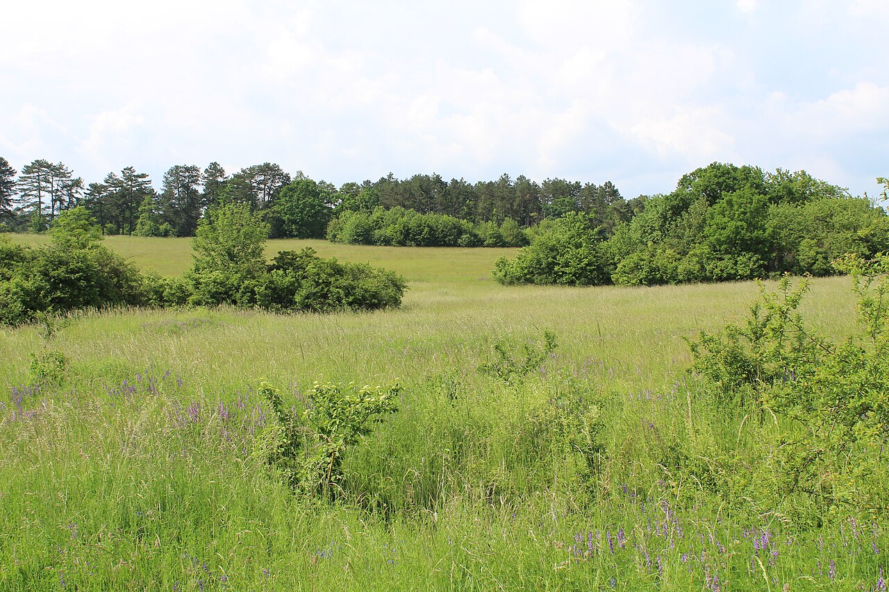 Naturschutzgebiet Brachenleite bei Tauberbischofsheim - Landschaft