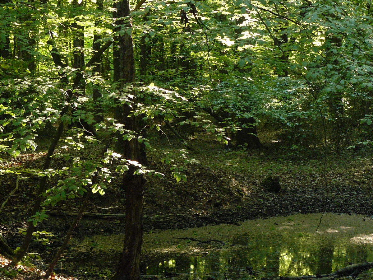 Naturschutzgebiet Braken (Naturwald) bei Harsefeld mit Wasserfläche