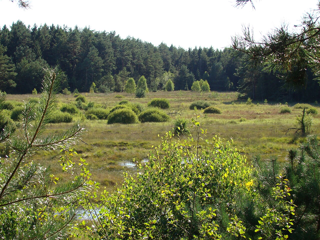 Naturschutzgebiet Brambosteler Moor (Quellgebiet der Gerdau), Lüneburger Heide