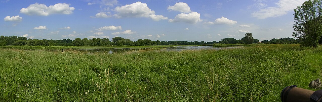 Eingestaute „Schwarzfläche“ im Naturschutzgebiet Braunschweiger Okeraue bei Braunschweig in Niedersachsen, Ende Juni