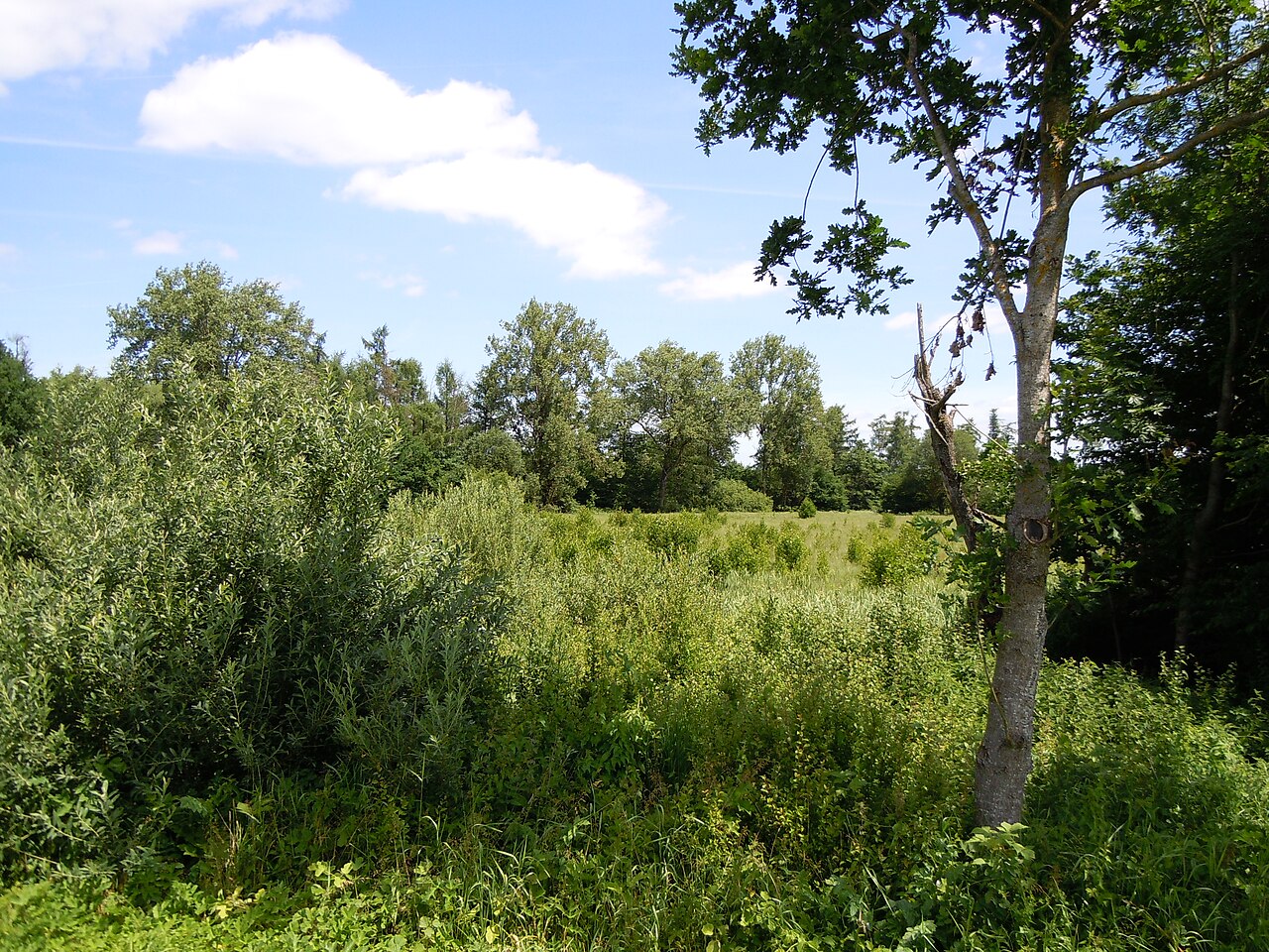 Naturschutzgebiet Breilried, Blick auf das Ried im Zentrum des Gebiets