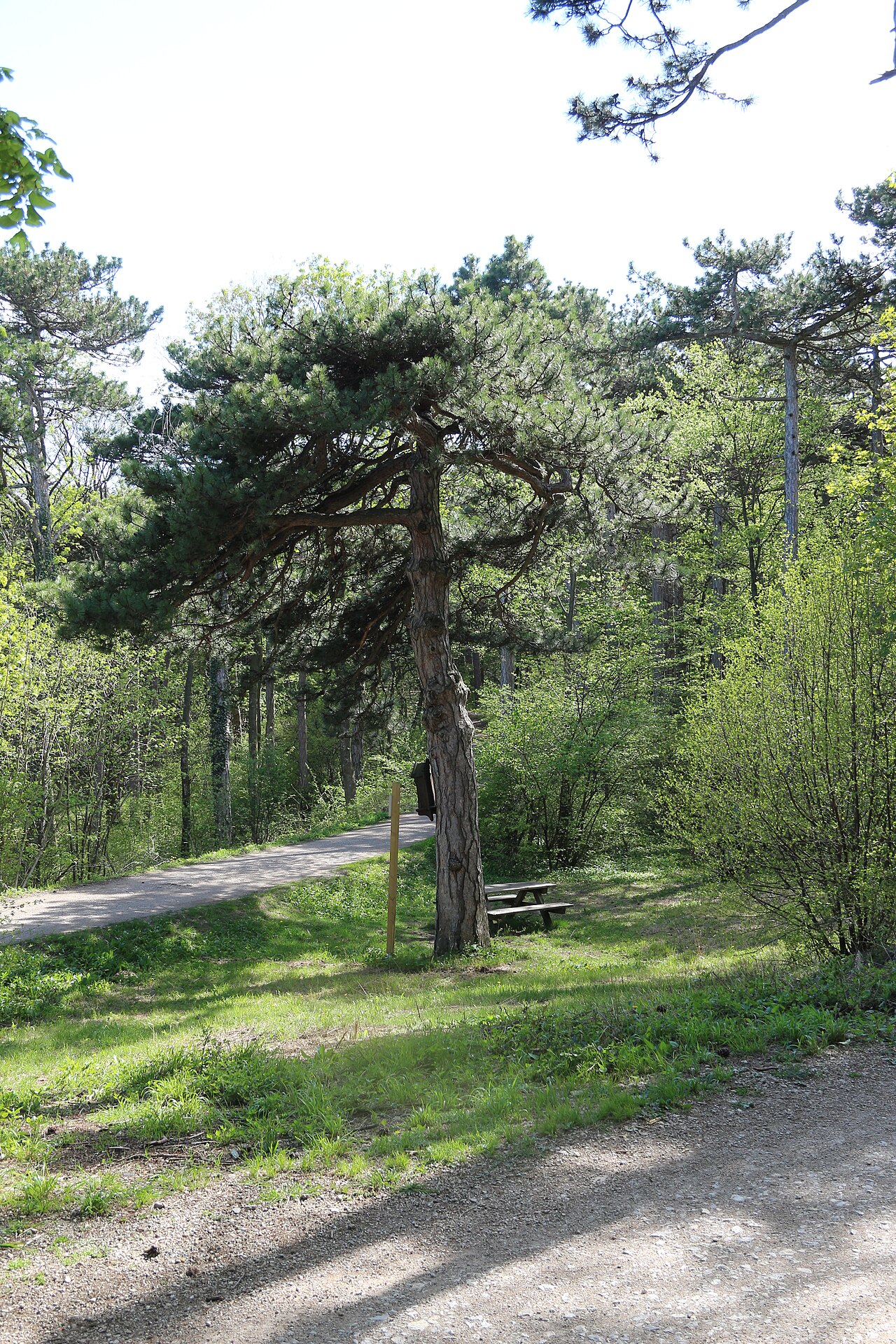 This media shows the natural monument in Lower Austria with the ID MD-002
