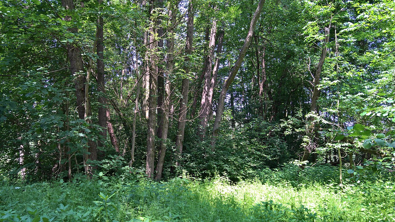 NSG Bruch von Bad König und Etzen-Gesäß