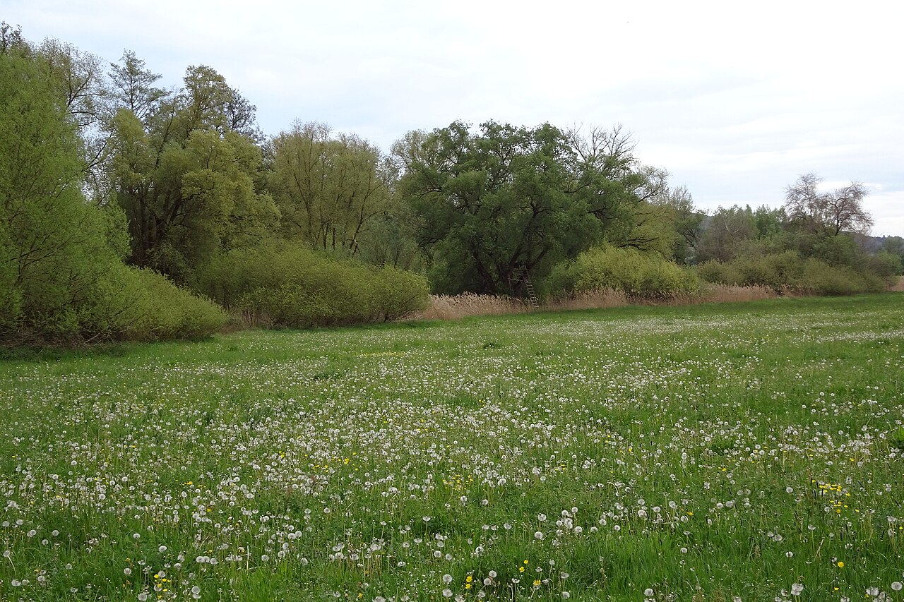 Nature reserve "Bruch von Brensbach" at Brensbach (Odenwaldkreis, Hesse, Germany)