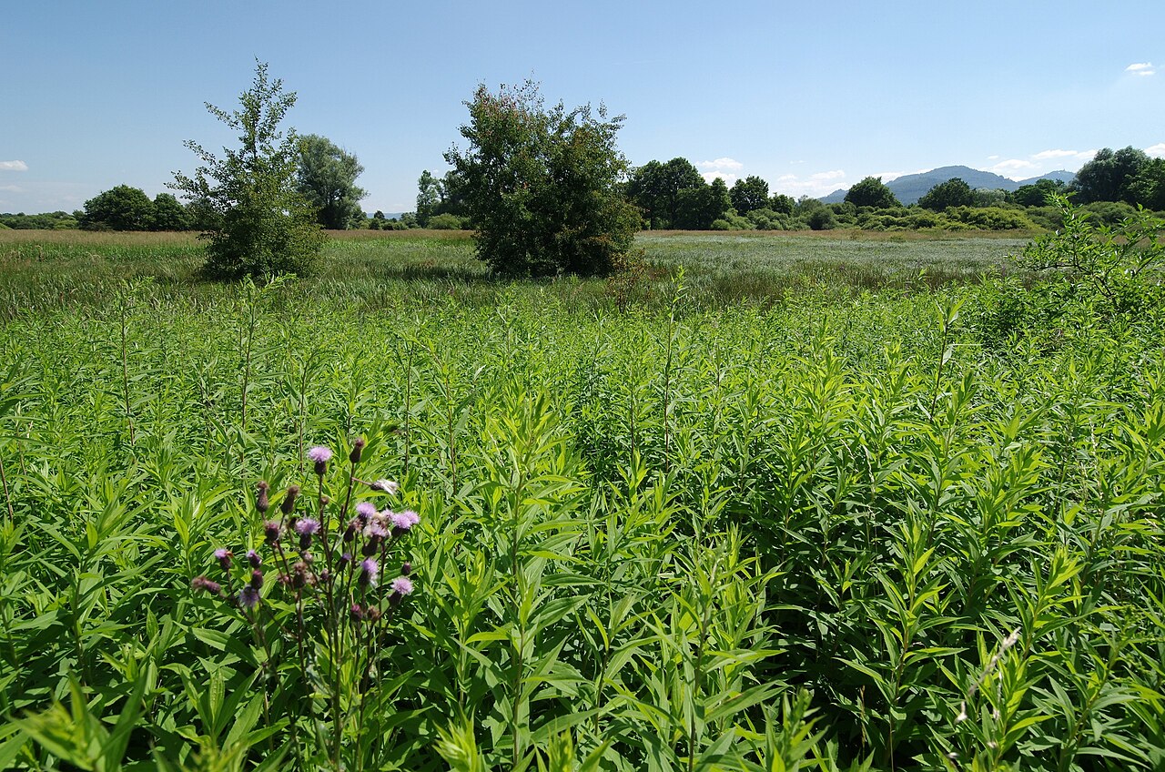 Naturschutzgebiet Bruchgraben, Baden-Baden
