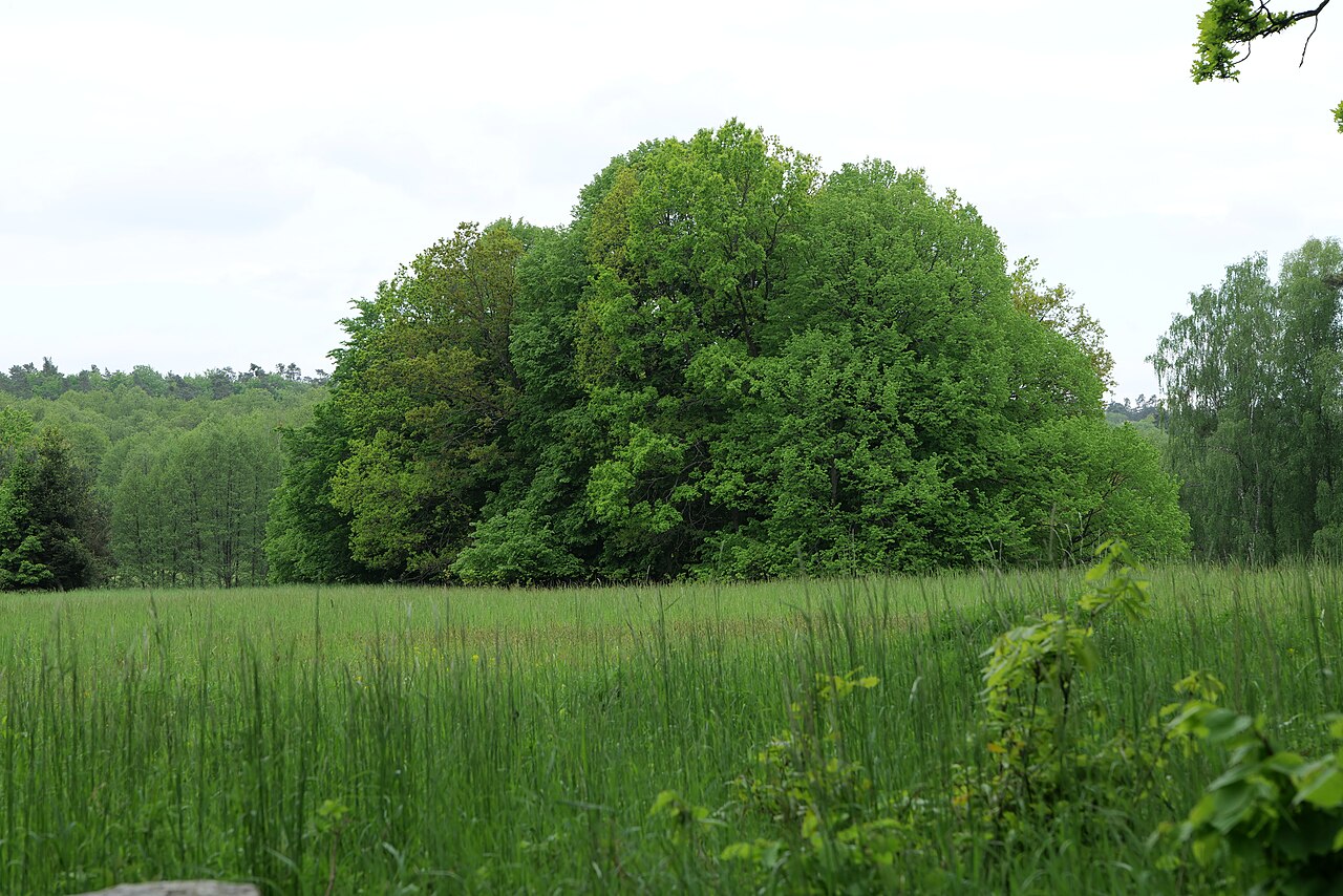 Naturschutzgebiet Brüsenwalde