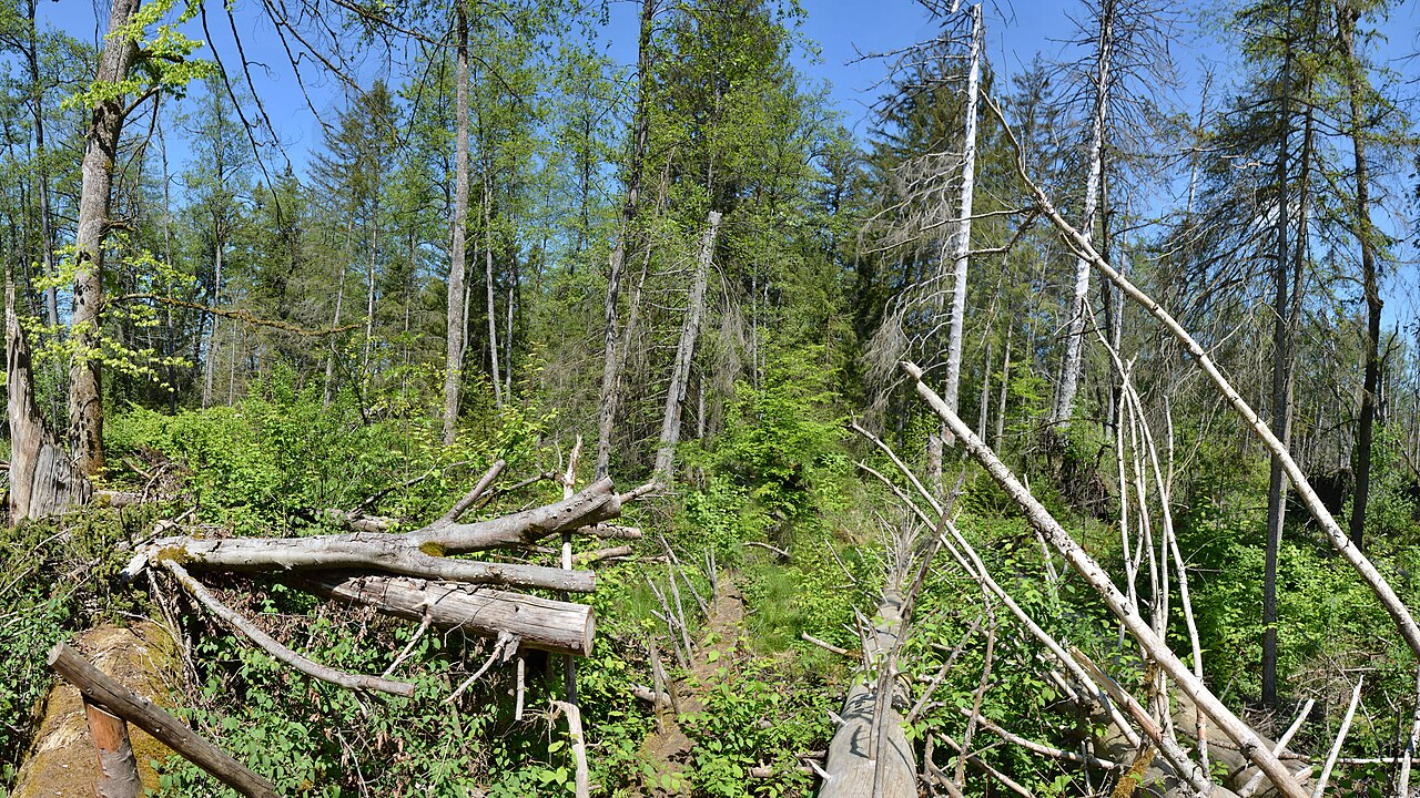 Naturschutzgebiet Brunnenholzried