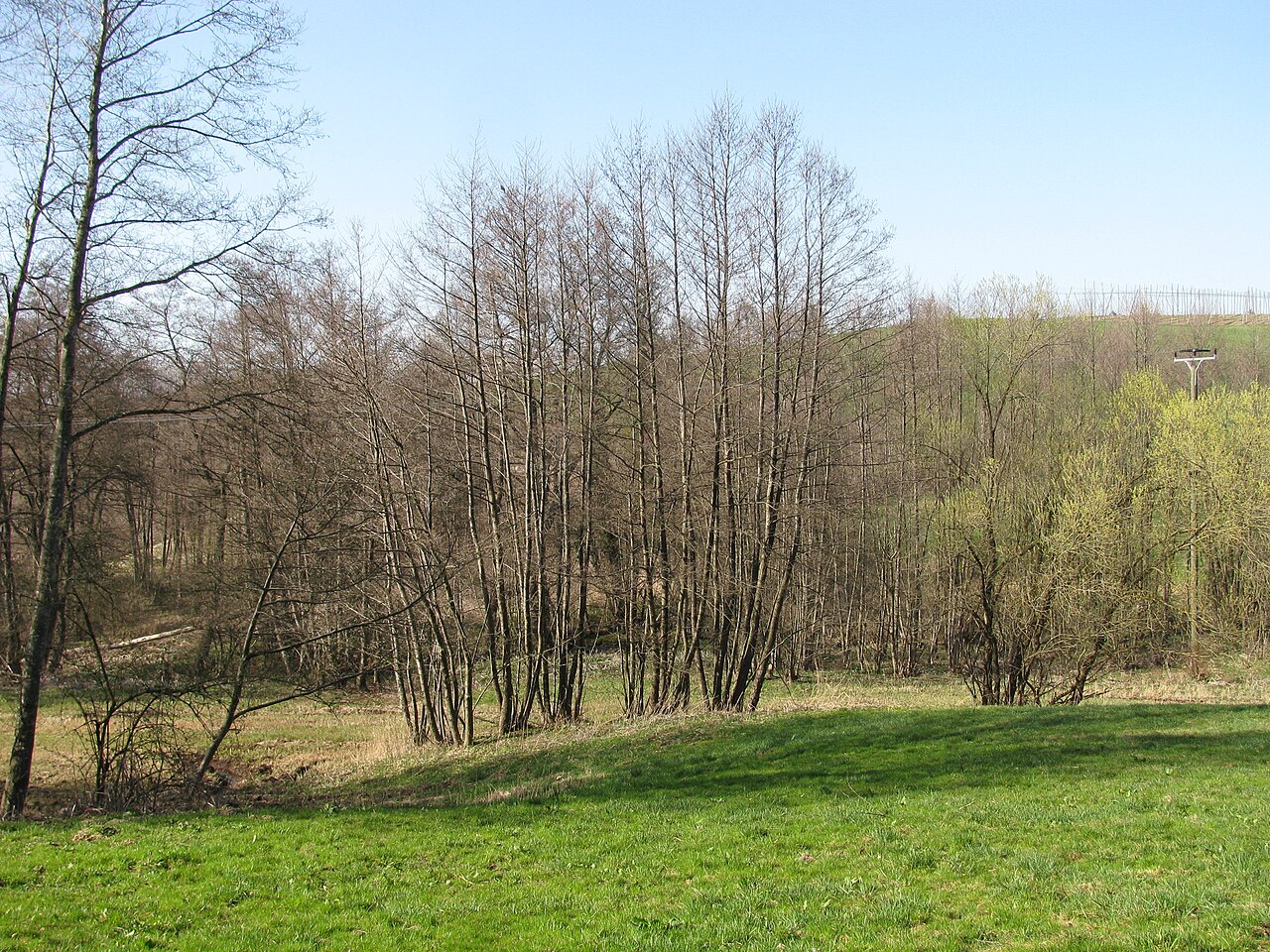 Germany - Baden-Württemberg - Bodenseekreis - Neukirch/Tettnang: nature reserve 'Buchbach'