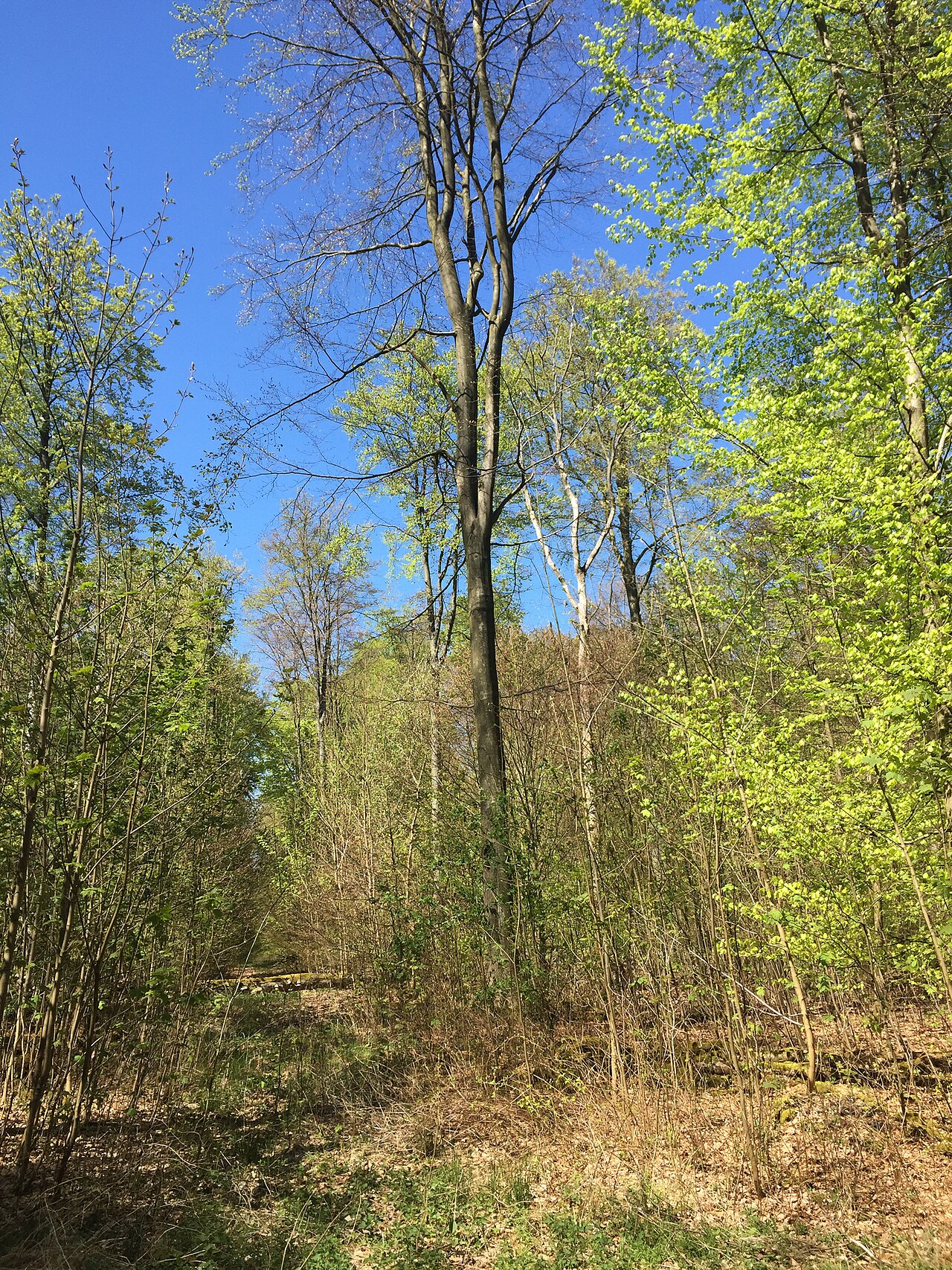 View of the vegetation in the Nature reserve Buchenwälder im Rosengarten, Lower Saxony, Germany
