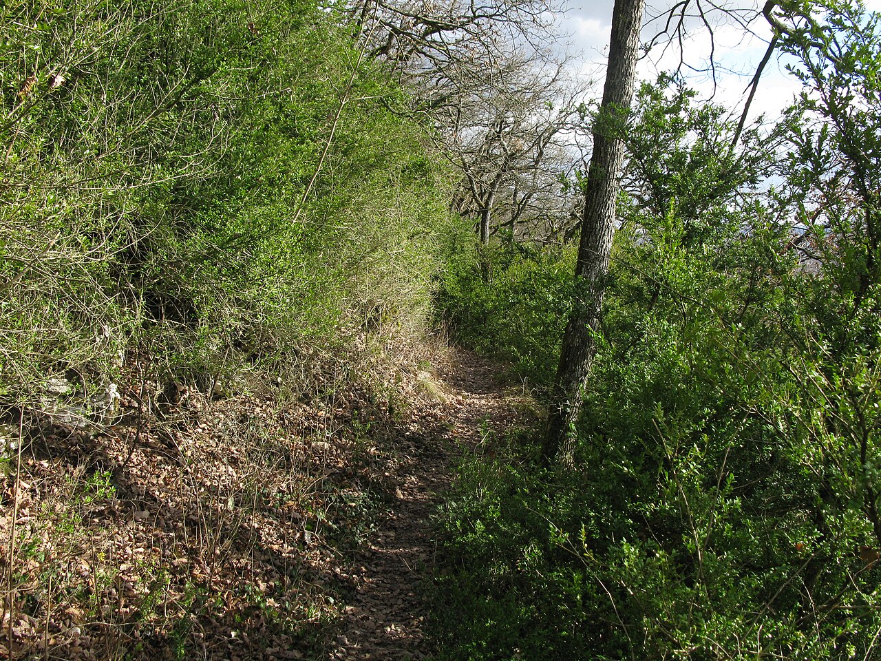 Buchswald am Westweg in Grenzach-Wyhlen