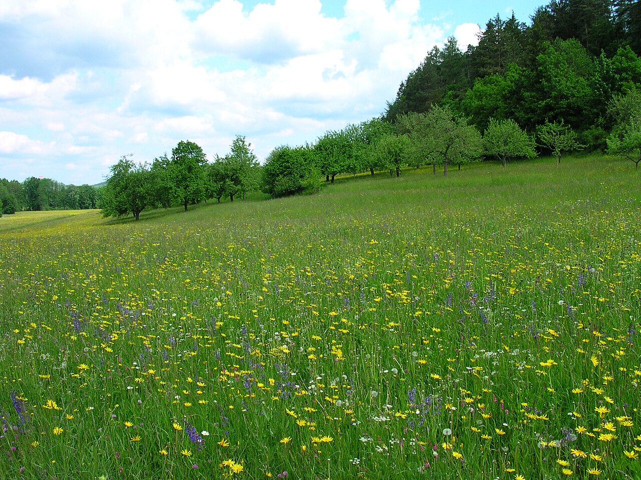 Flachland Mähwiese im NSG Bühler Tal