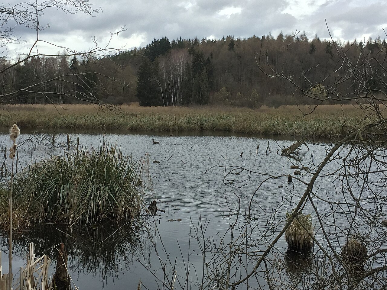 Naturschutzgebiet Bündtlisried bei Allensbach