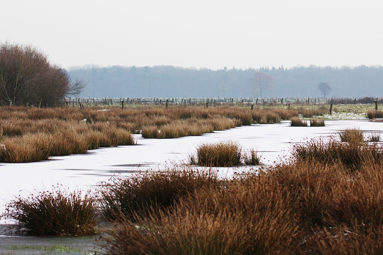 Winter in der Dingdener Heide, Blick von dem Weg Büngerner Heide im NSG Büngernsche und Dingdener Heide, Rhede