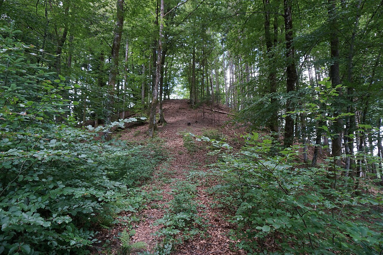 Böschung auf der Ostseite des Burgstalls Bürgle bei Schopfheim-Enkenstein
