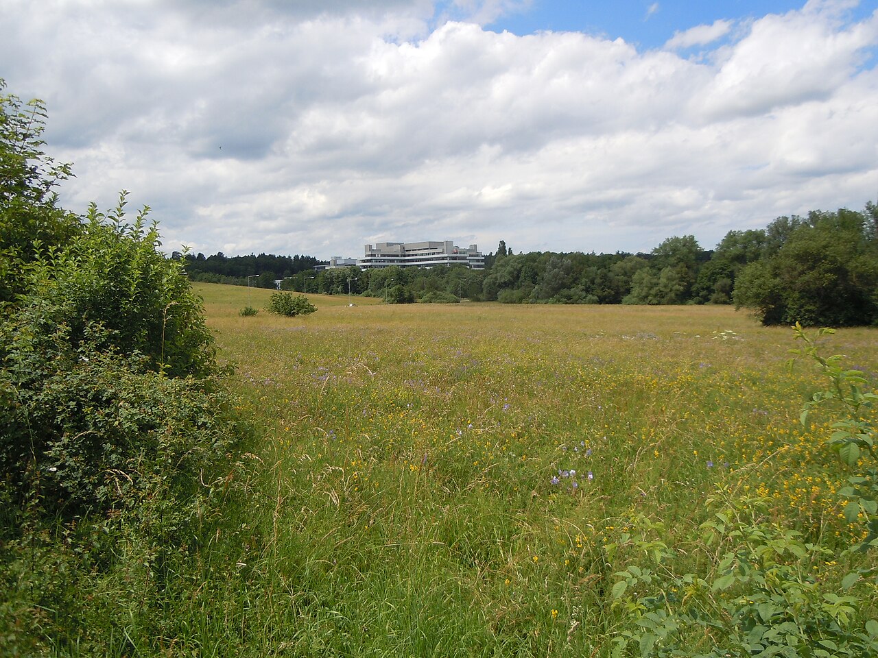 Wiese im Büsnauer Wiesental, im Hintergrund das Max-Planck-Institut für Festkörperforschung
