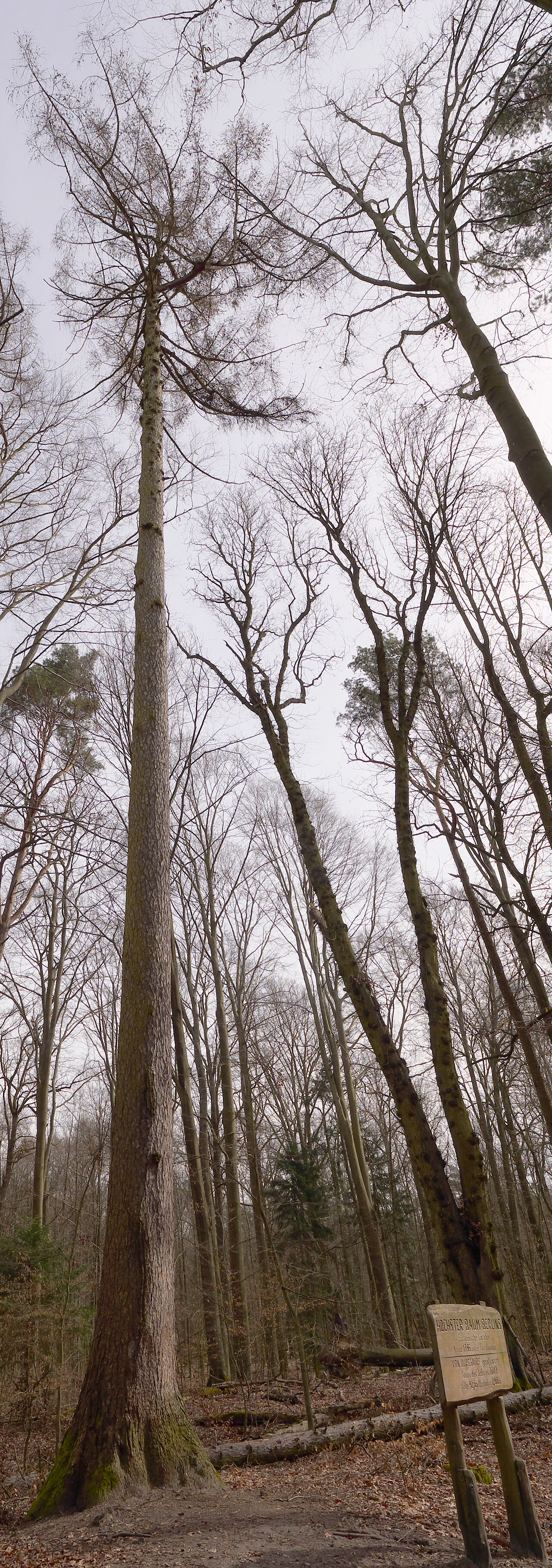Höchster Baum Berlins, 42,5 Meter hoch, Europäische Lärche, gepflanzt 1795, Baum des Jahres 2012, Stammumfang 2,9 Meter