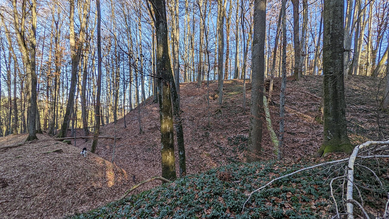 Burgstall Moosburg (Eppishausen) - Plateau mit Wall- und Graben mit Münsterländer