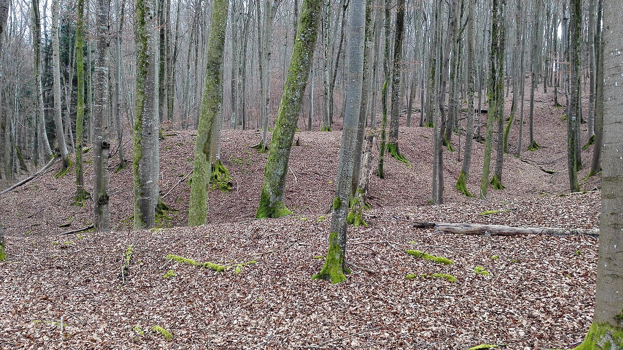 Standort: Vom Schild hangabwärts bis zum Bach und dort auf den Wall