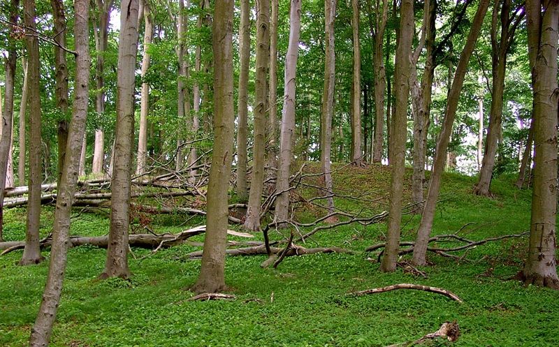 Schlossberg Feldberg in Mecklenburg-Vorpommern