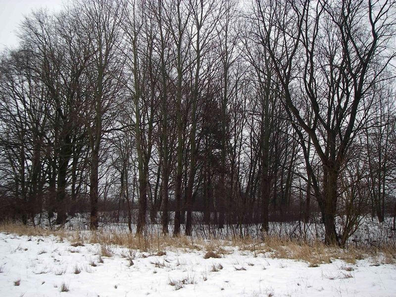 Burgwall im Winter