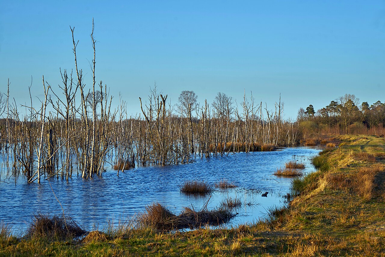Nature reserve Burlo-Vardingholter Venn und Entenschlatt near Burlo, Borken, North Rhine-Westphalia, Germany