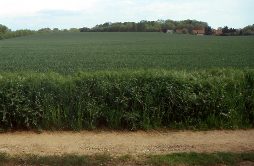 Calenberg ist a hill in the south of the town Pattensen in Lower Saxony in the north of Germany