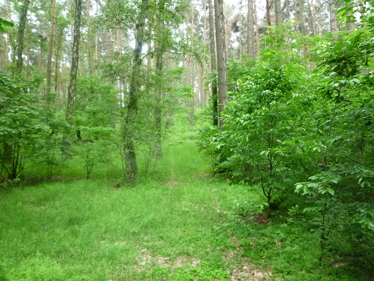 Von der Klaren Grete, Blick auf dem Cloridenberg