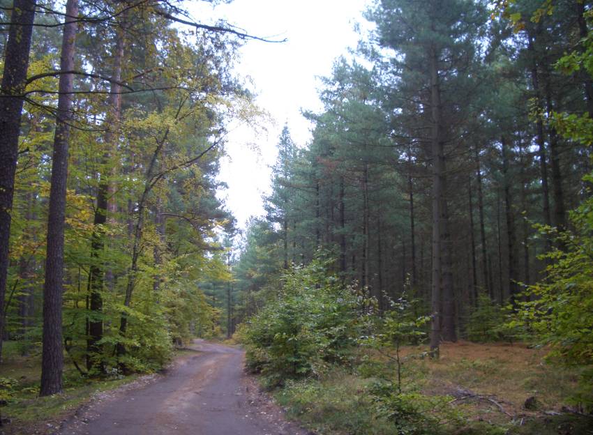 Naturschutzgebiet Comthureyer Berg