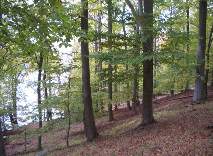 Conower Werder, Mecklenburg-Vorpommern