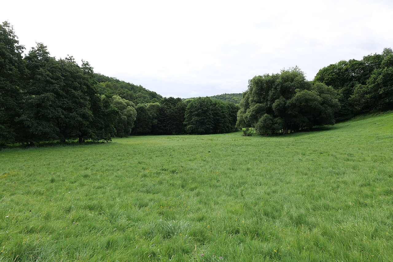 Naturschutzgebiet Daisbachwiesen bei Bremthal