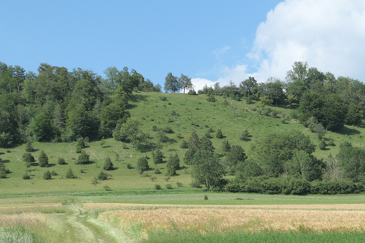 Naturschutzgebiet Dalisberg bei Unterböhringen