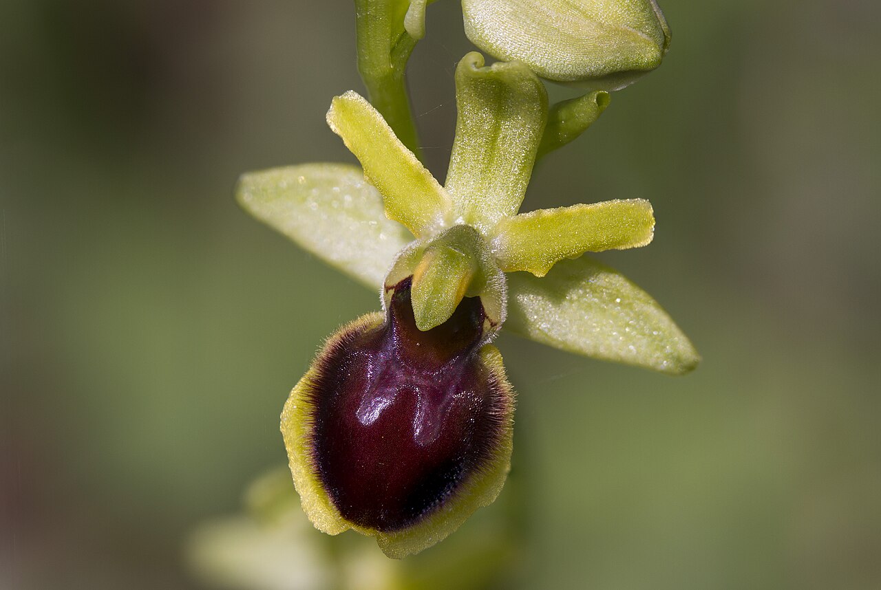 Kleine Spinnen-Ragwurz ( Ophrys araneola ), aufgenommen im NSG „Dallauer Tal“