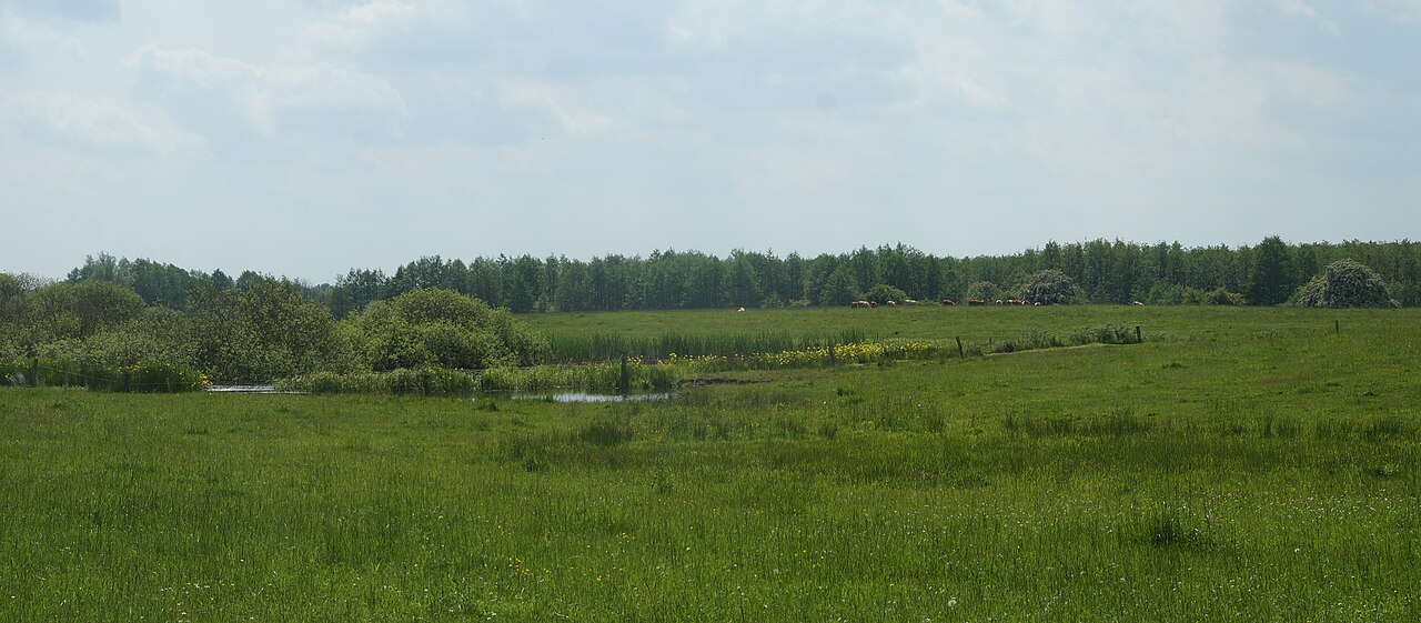 Das Foto zeigt das NSG Dammer Postmoor in Mecklenburg-Vorpommern