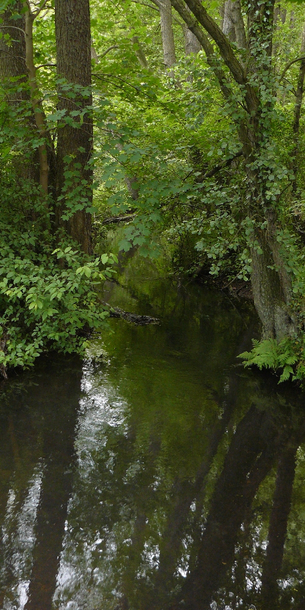 Naturschutzgebiet „ Deinster Mühlenbach " im Landkreis Stade