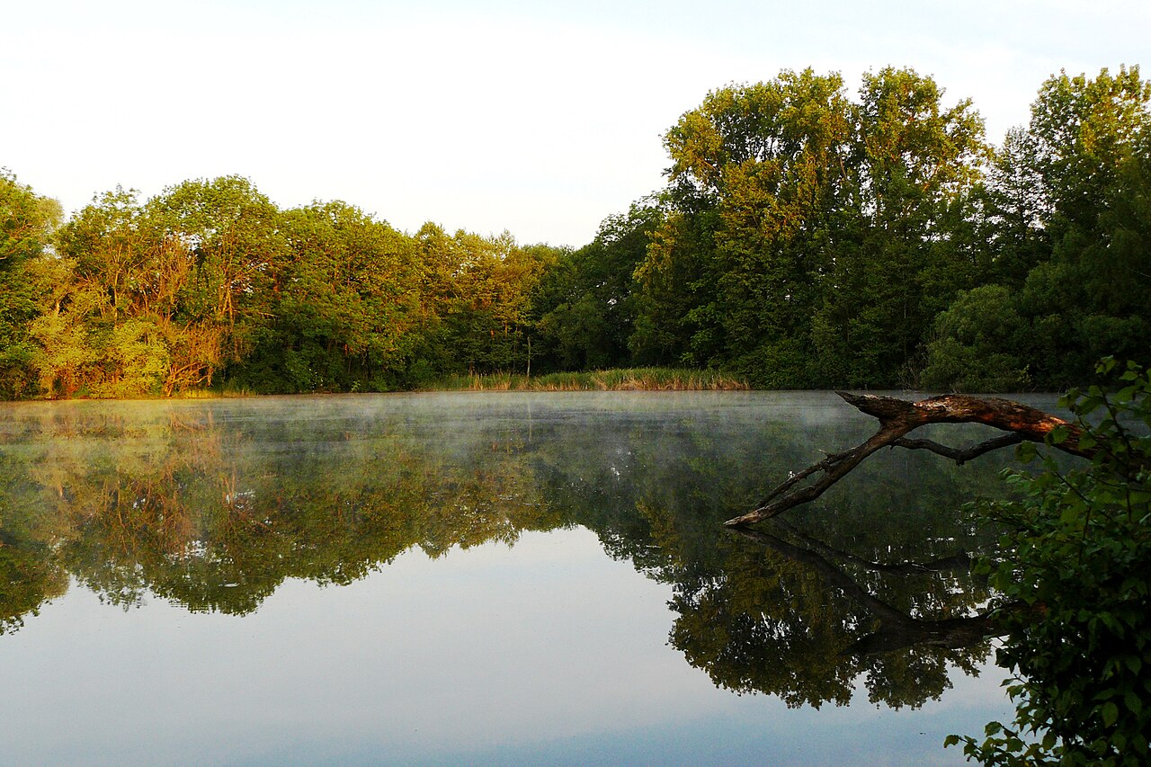 Erlachsee bei Denkendorf - Naturschutzgebiet „Denkendorfer Erlachsee“ in Baden-Württemberg