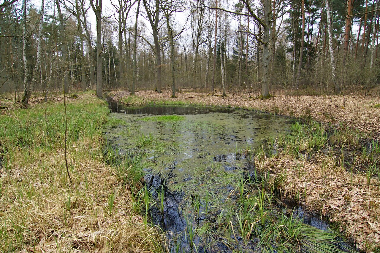 Pool in the forest "Die Lucie" in northern Germany
