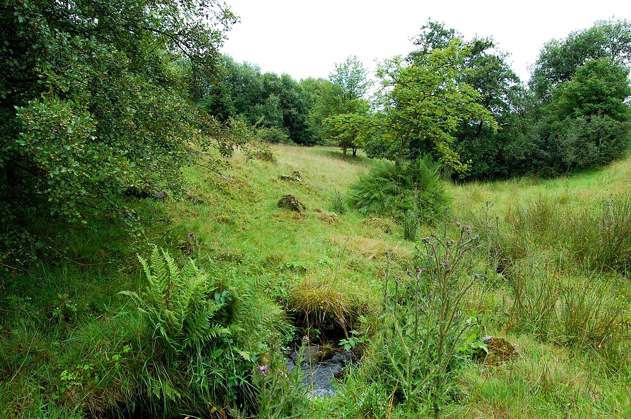 Farngewächse und Basaltgesteine am Bachlauf der Weide
